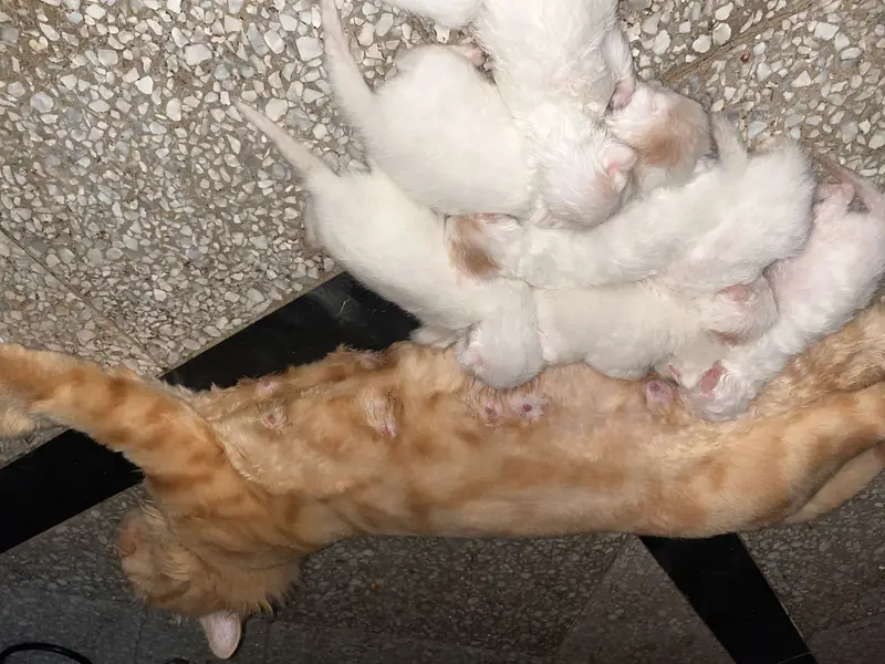 Whole family with 9 babies kitten — photo 2