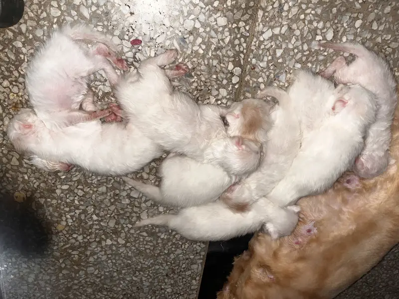 Whole family with 9 babies kitten — photo 3