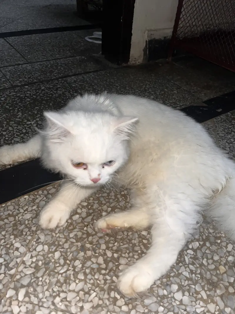 Whole family with 9 babies kitten — photo 4