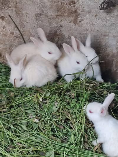 6 rebbit for sale cheap price