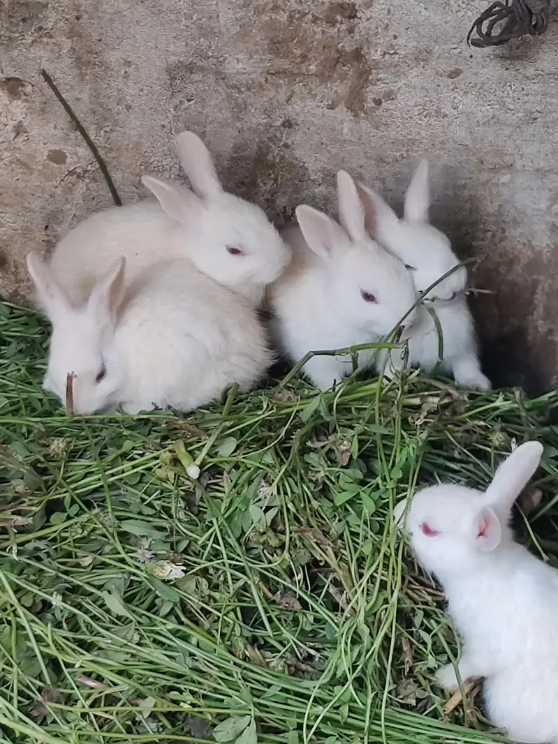 6 rebbit for sale cheap price