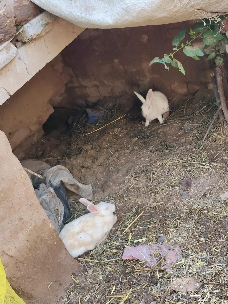 6 rebbit for sale cheap price — photo 2