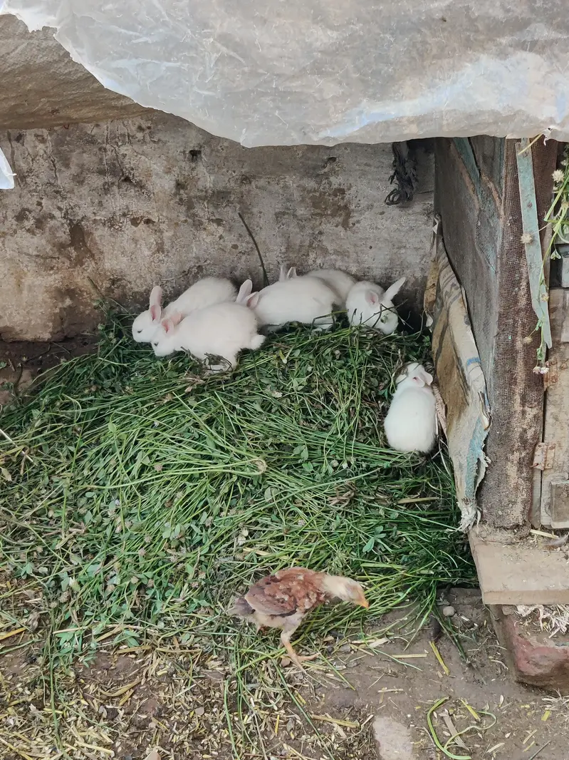 6 rebbit for sale cheap price — photo 3