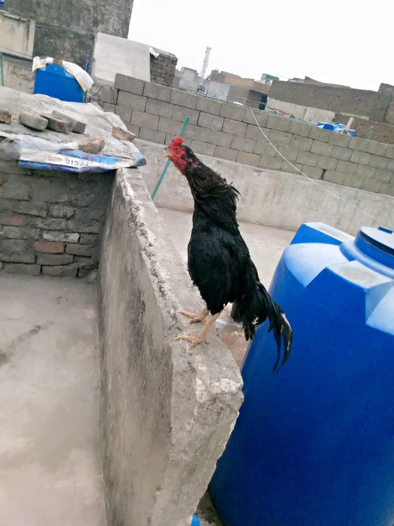 ASSALLAMUALIKUM — photo 4