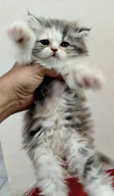 HIGH QUALITY| CALICO KITTEN| AVAILABLE