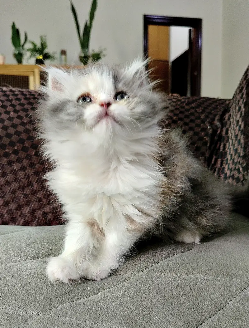 HIGH QUALITY| CALICO KITTEN| AVAILABLE — photo 2