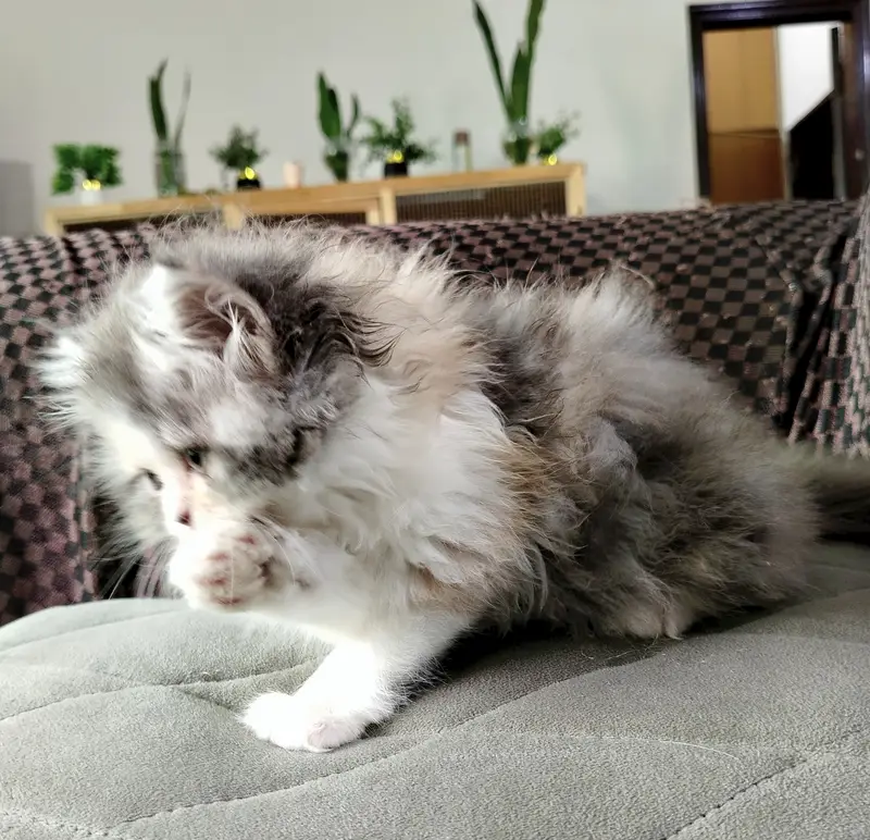 HIGH QUALITY| CALICO KITTEN| AVAILABLE — photo 3
