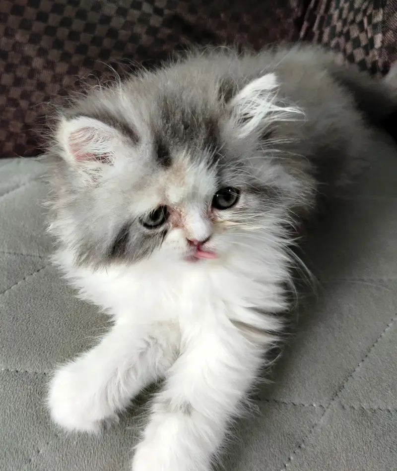 HIGH QUALITY| CALICO KITTEN| AVAILABLE — photo 4