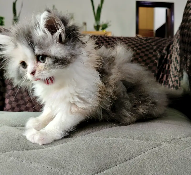 HIGH QUALITY| CALICO KITTEN| AVAILABLE — photo 5