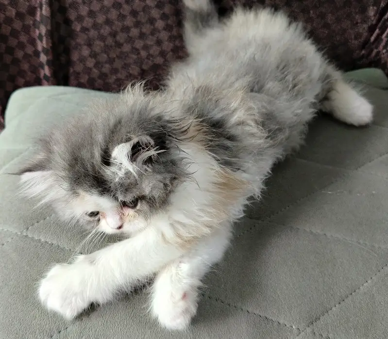 HIGH QUALITY| CALICO KITTEN| AVAILABLE — photo 6