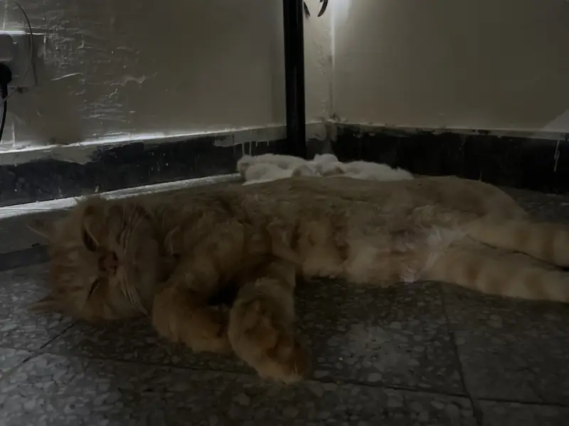 Whole family with 9 babies kitten — photo 5