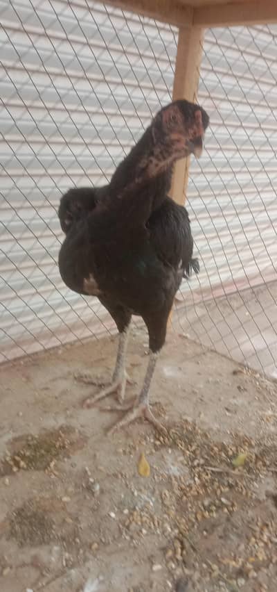 pure black breeder female hen urgent sale