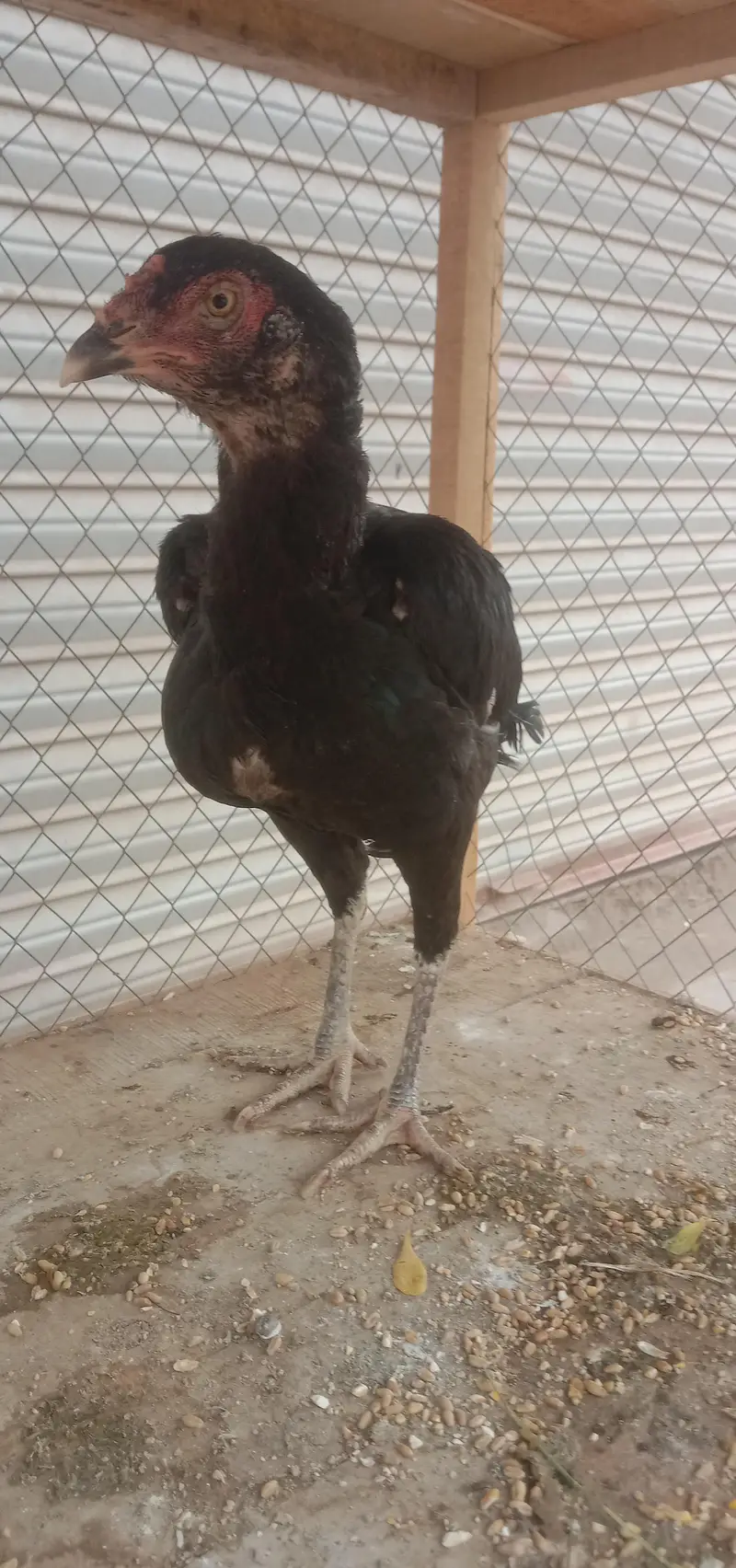 pure black breeder female hen urgent sale — photo 2