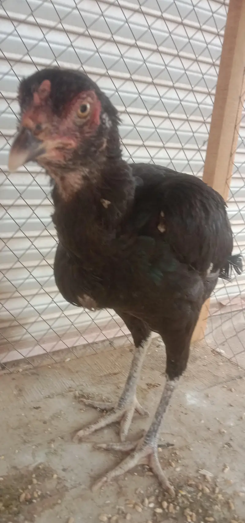 pure black breeder female hen urgent sale — photo 3