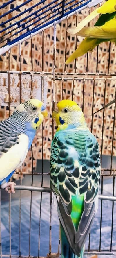 Australian parrot stoke Available whatshapp join