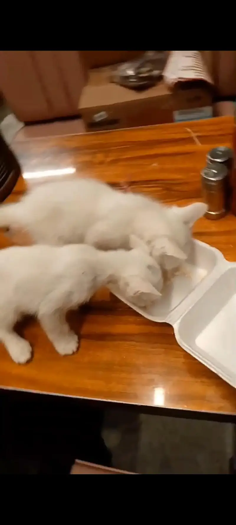 Russian cats pair for sale — photo 3