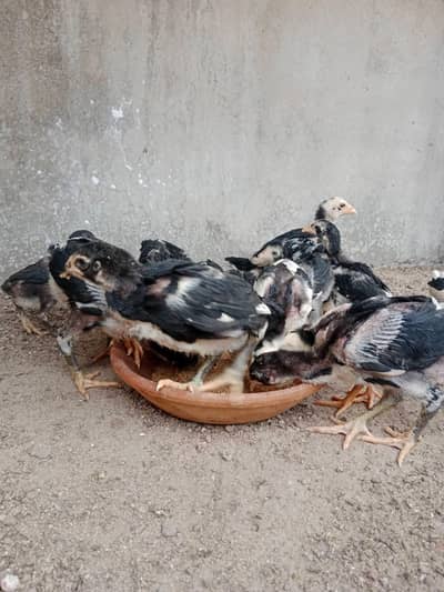 pair for sale