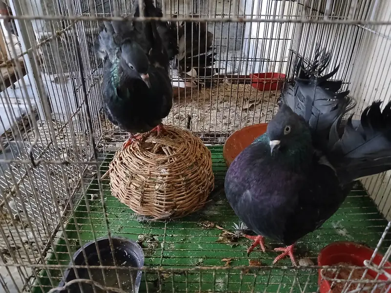 kabootar