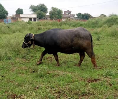 Buffalo for Sale