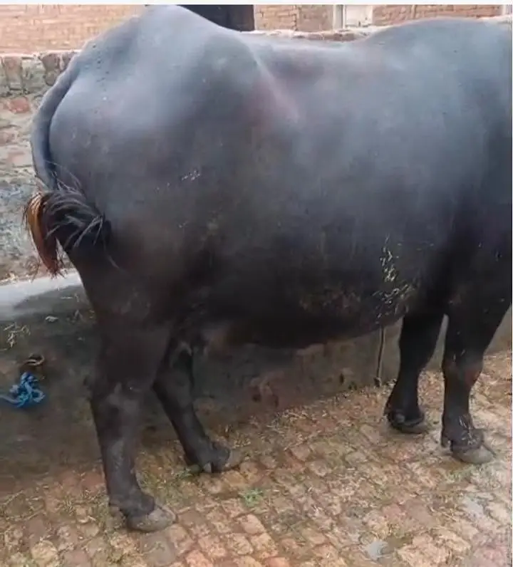 Buffalo for Sale — photo 4