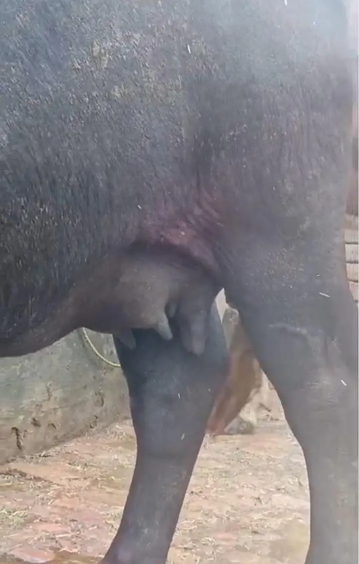Buffalo for Sale — photo 6