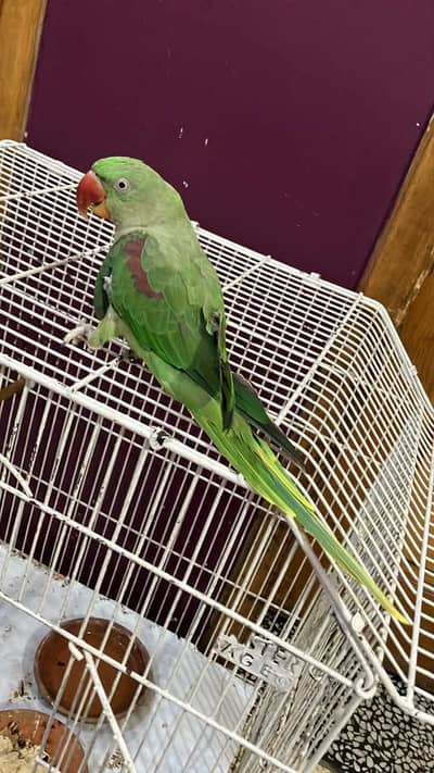 Raw parrot