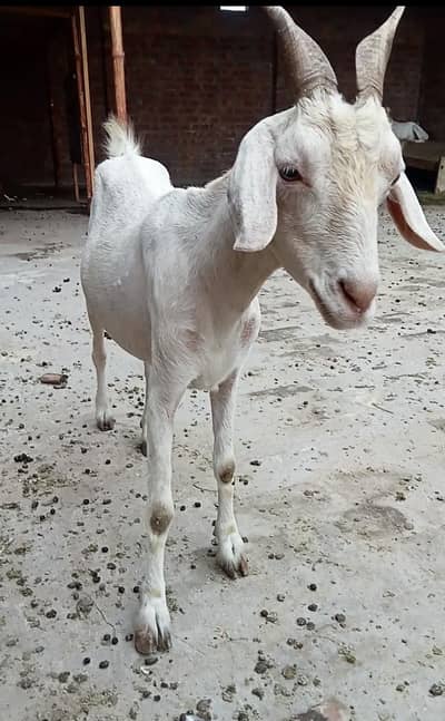 tedy female