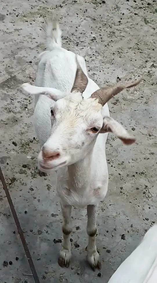 tedy female — photo 3