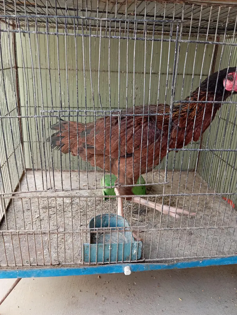 Aseel females — photo 4