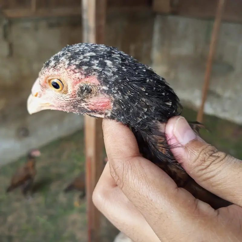 Aseel females — photo 5