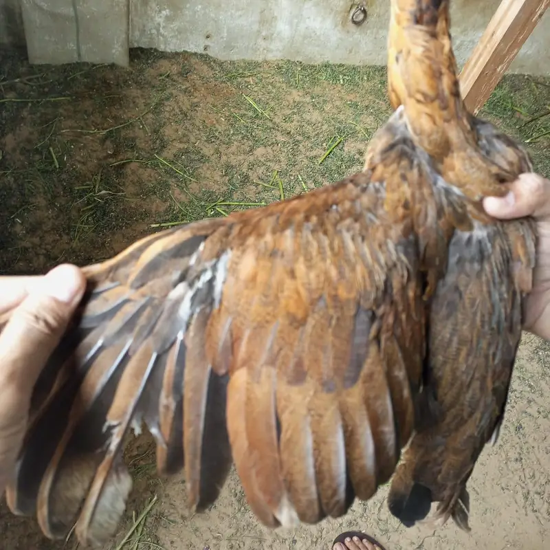 Aseel females — photo 8