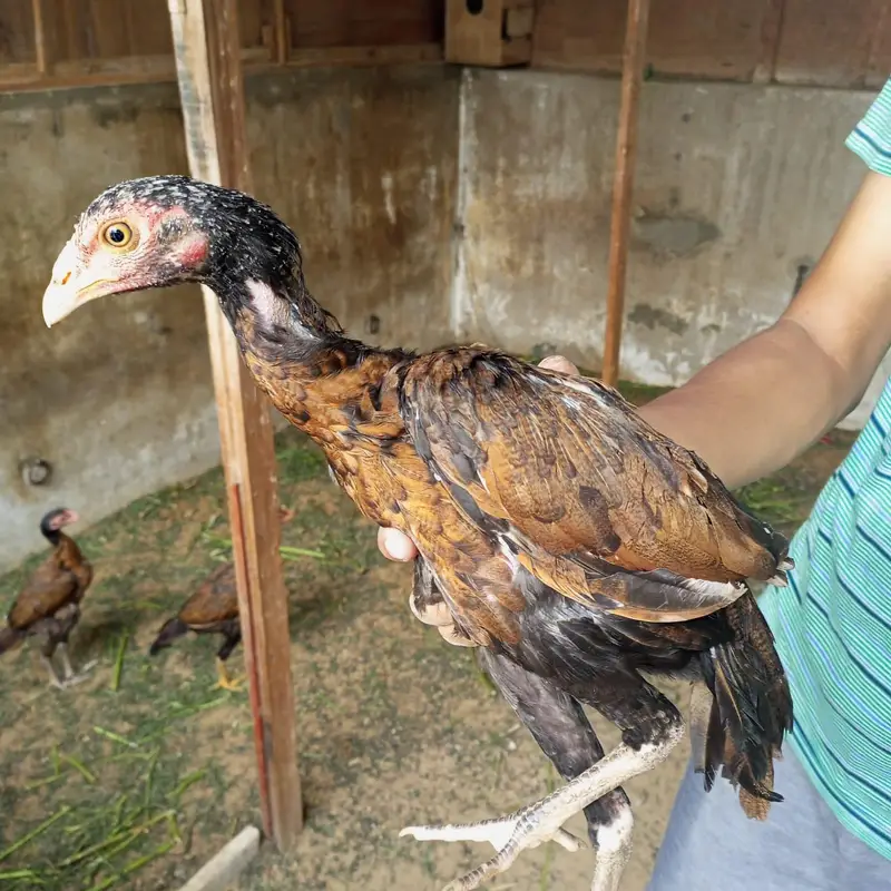 Aseel females — photo 9