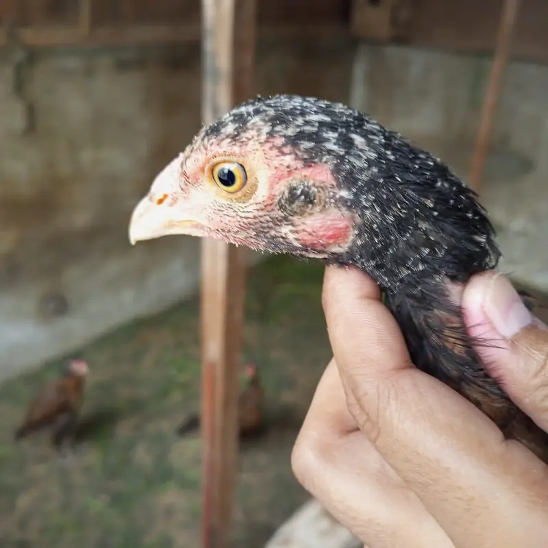 Aseel females — photo 10