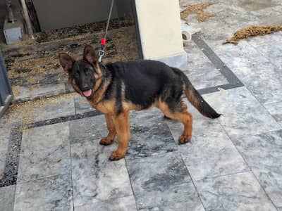 Pedigree Female Looking For new Home