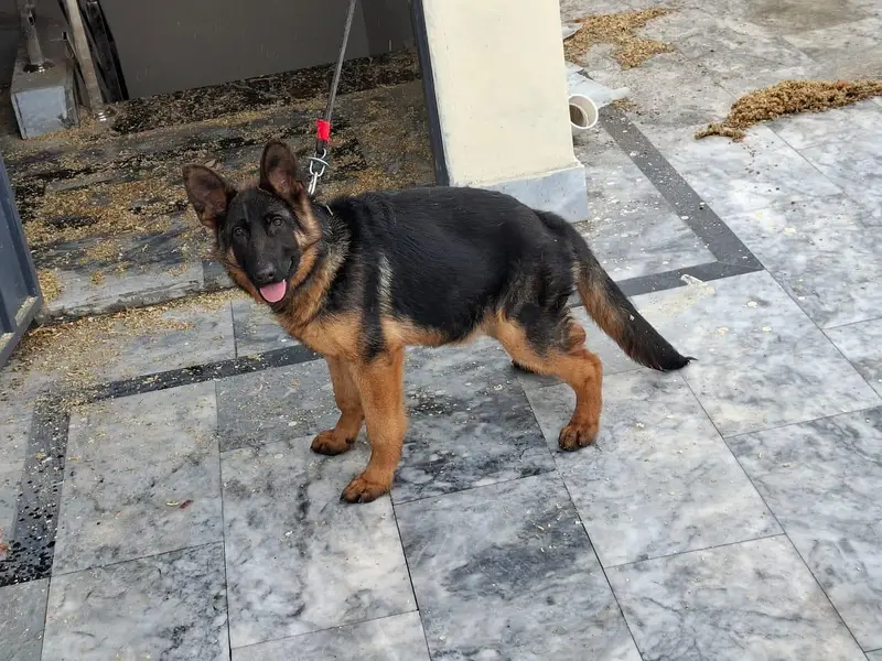 Pedigree Female Looking For new Home