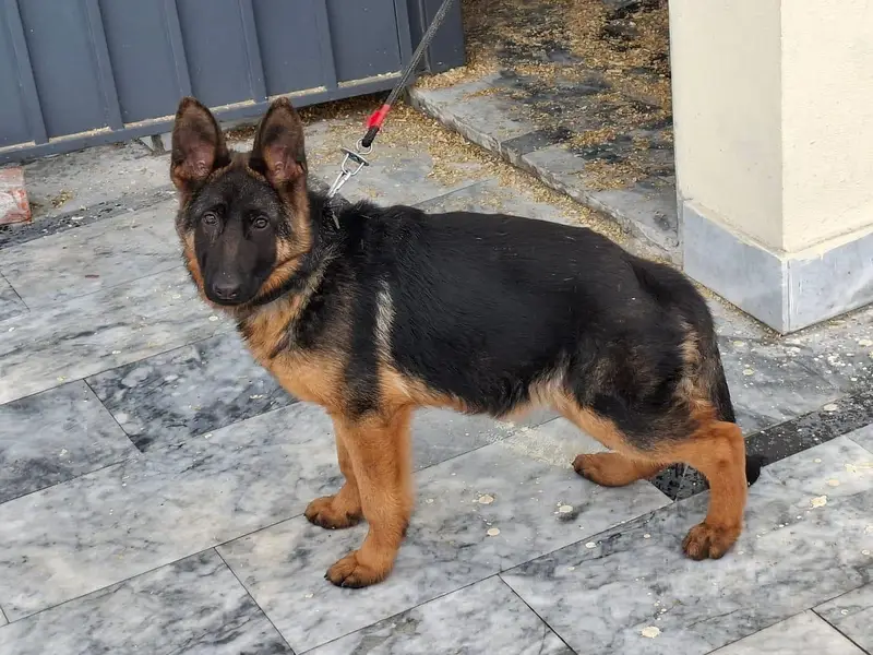 Pedigree Female Looking For new Home — photo 2