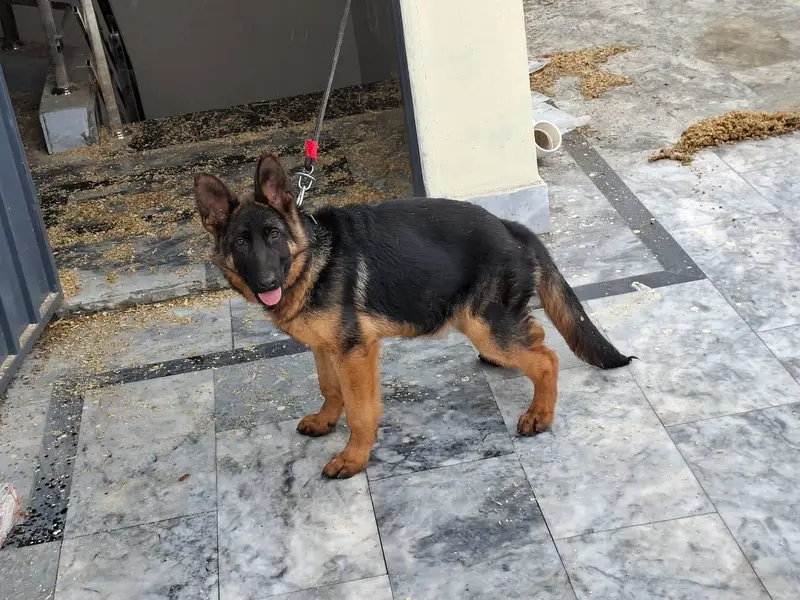 Pedigree Female Looking For new Home — photo 3