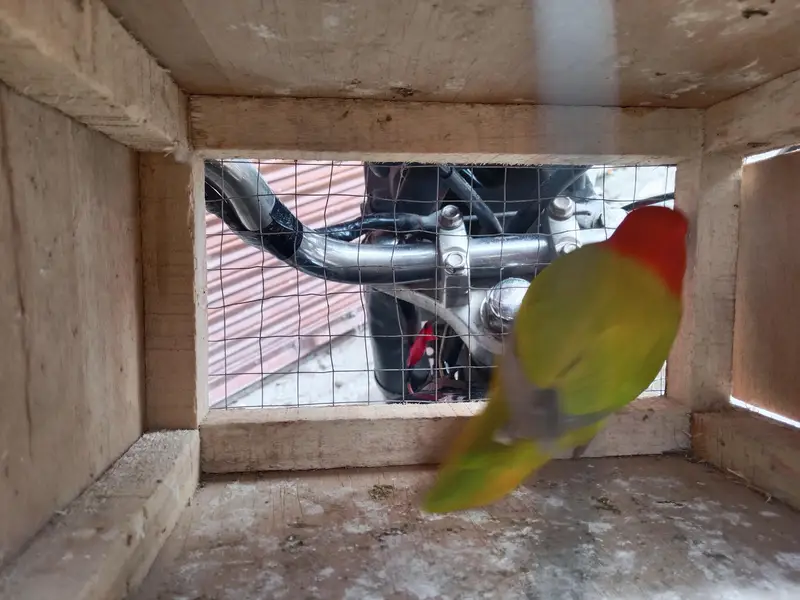 breeders female — photo 2
