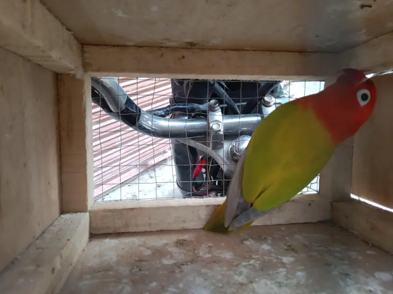 breeders female — photo 3