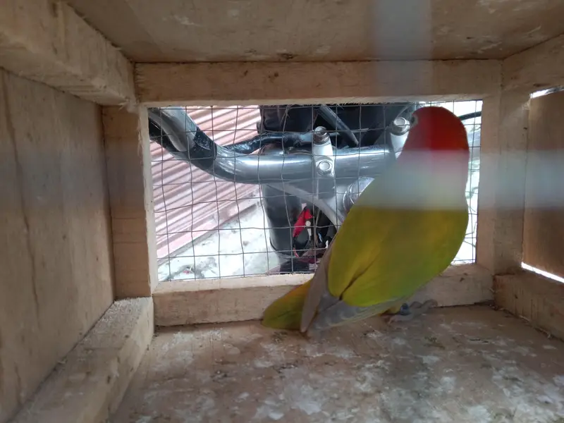 breeders female — photo 4