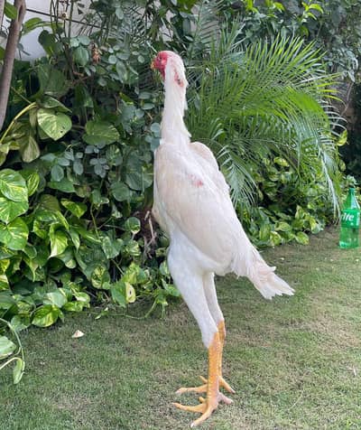 White O shamo Male