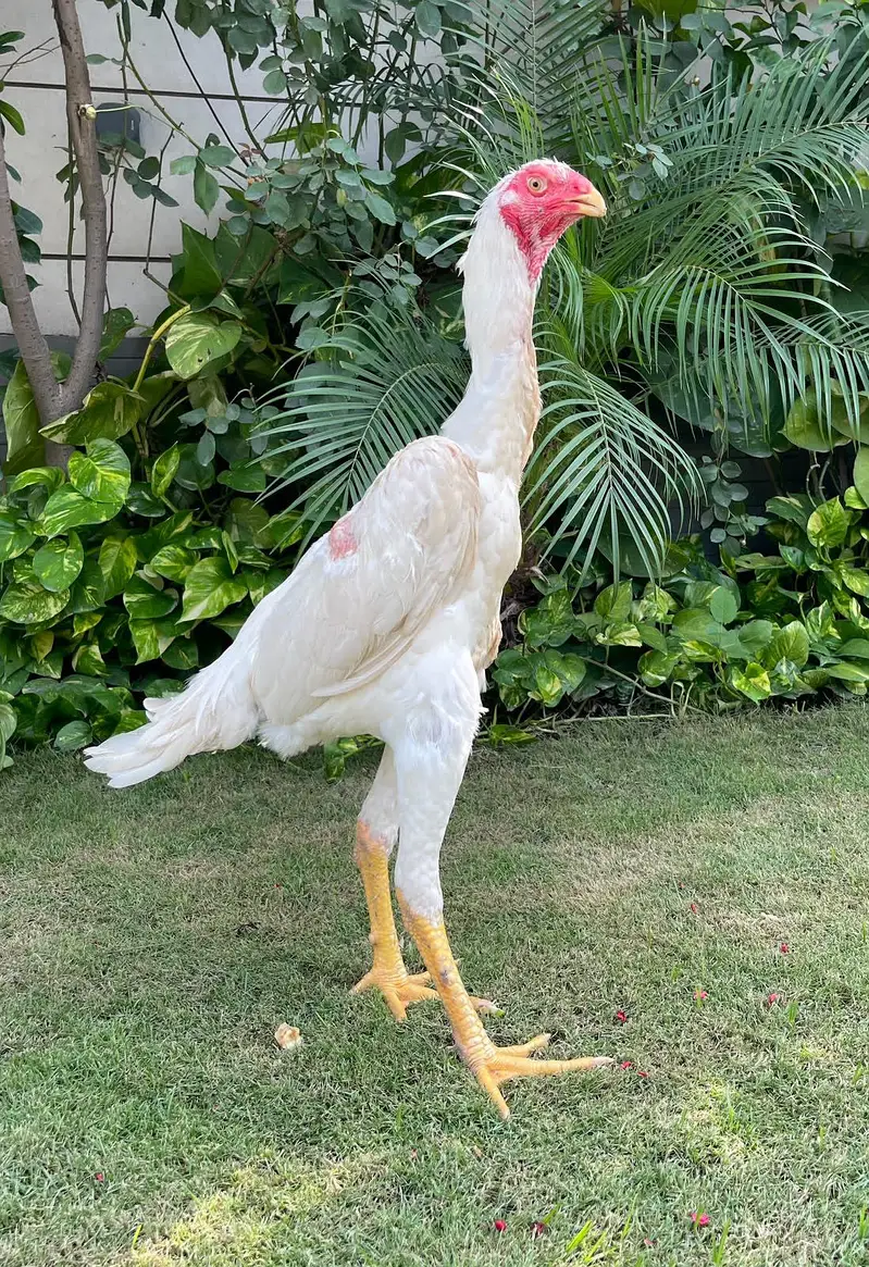 White O shamo Male — photo 2
