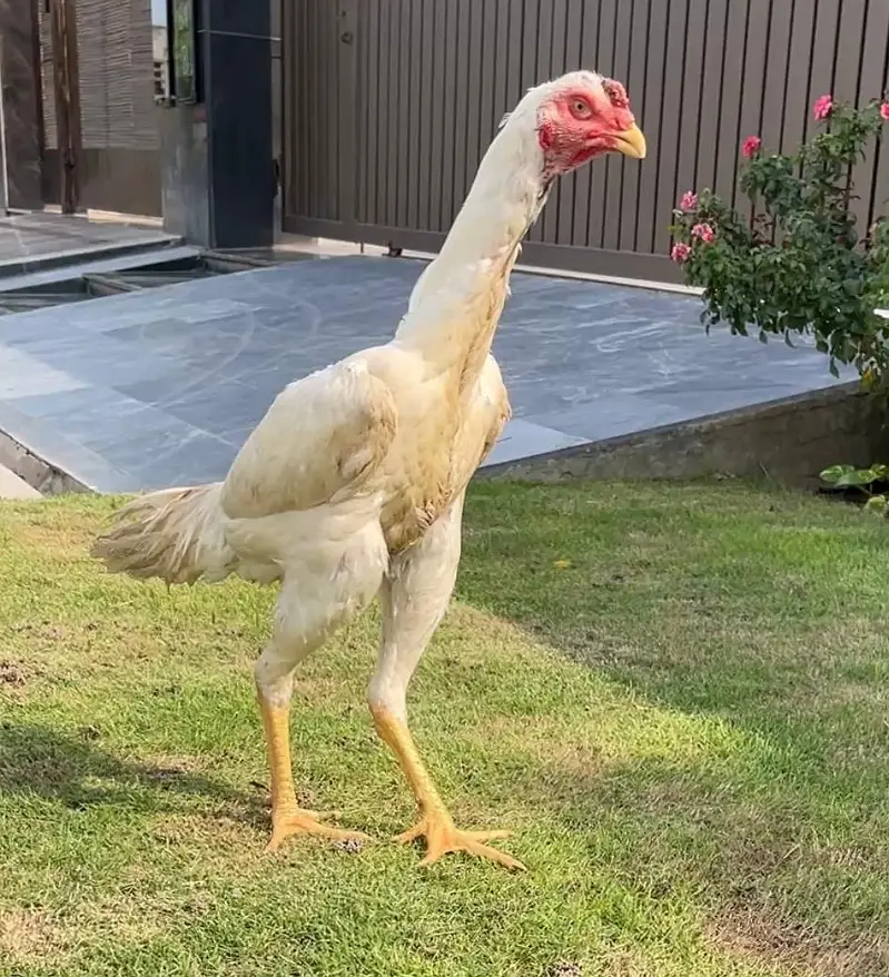 White O shamo Male — photo 3