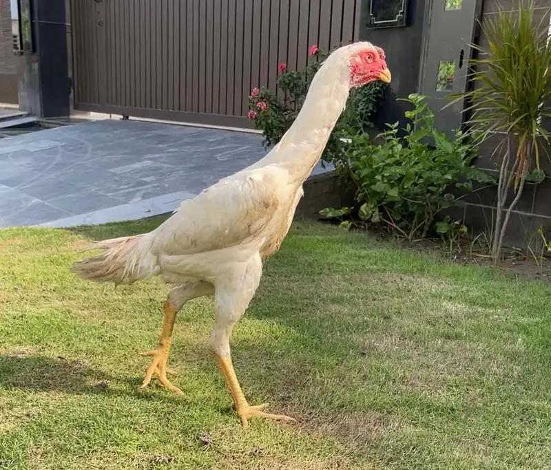 White O shamo Male — photo 4