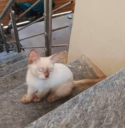 semi Himalayan kittens