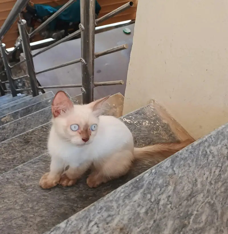 semi Himalayan kittens