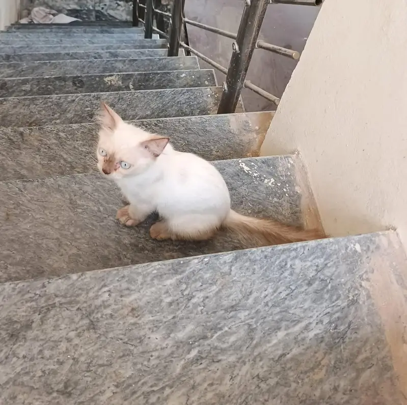 semi Himalayan kittens — photo 3
