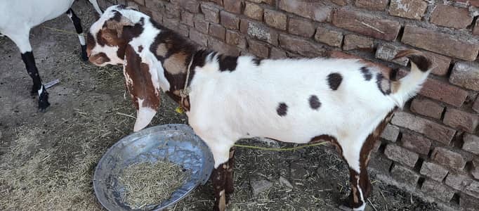 1 male 2 female maki cheeni goats