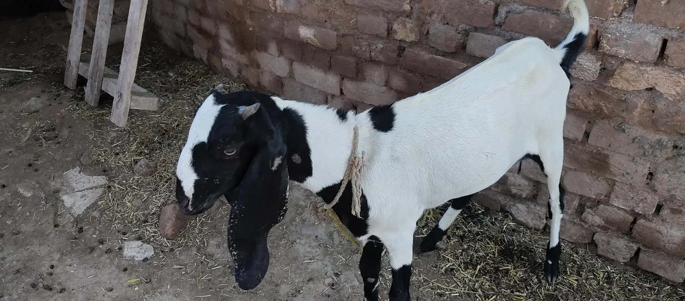 1 male 2 female maki cheeni goats — photo 2