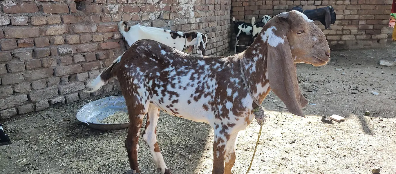 1 male 2 female maki cheeni goats — photo 3